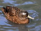 Laysan Duck (WWT Slimbridge September 2012) - pic by Nigel Key